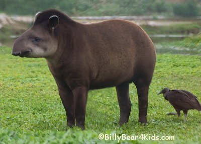 tapir