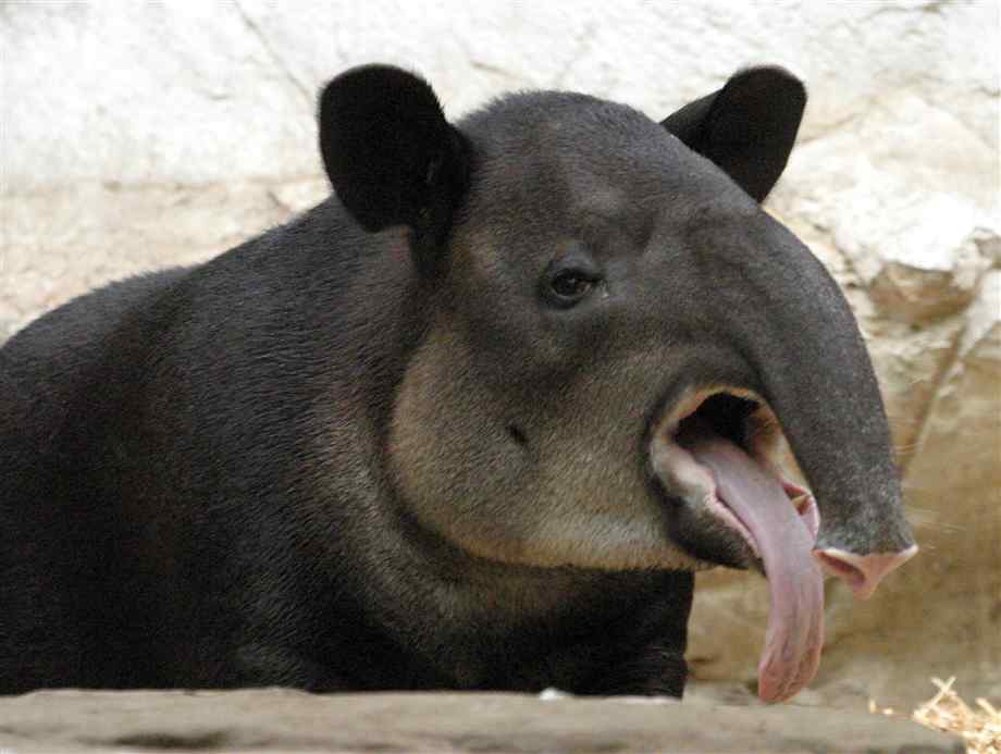 tapir