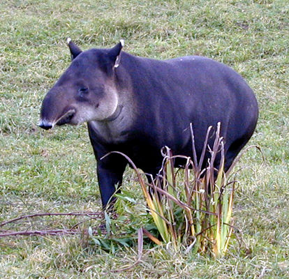 tapir