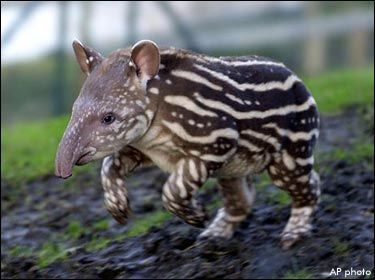 tapir