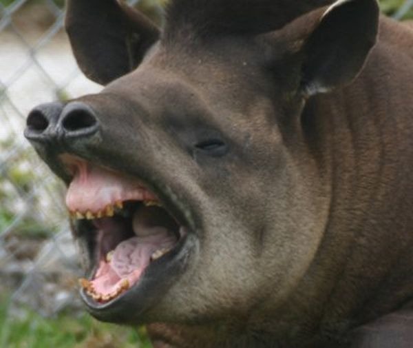 tapir