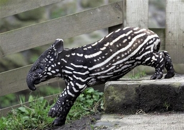 tapir