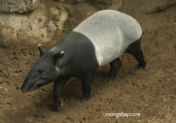 tapir