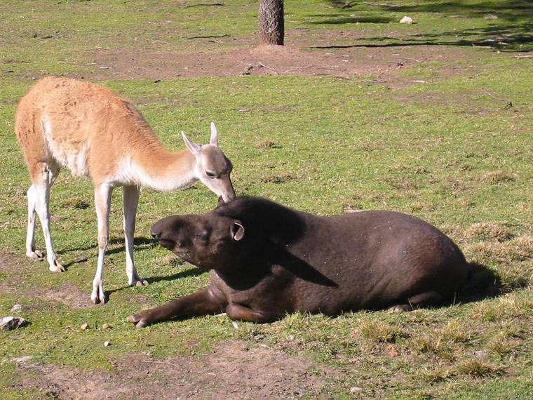 tapir